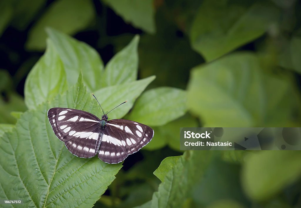 butterfly (Great Sierżant) - Zbiór zdjęć royalty-free (Bez ludzi)