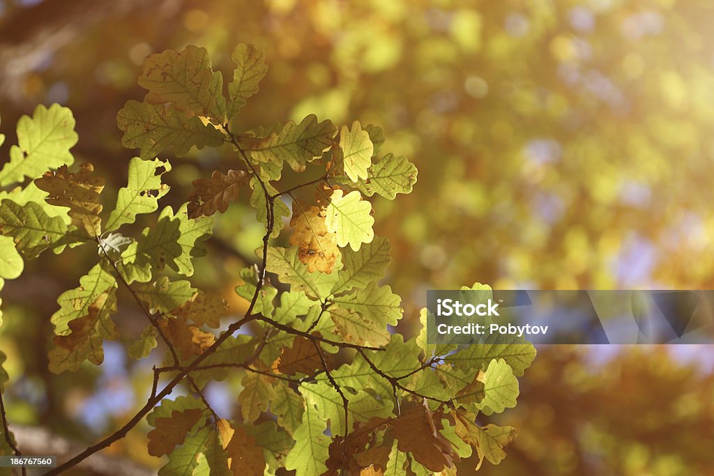 Jesienią liście dębu - Zbiór zdjęć royalty-free (Abstrakcja)