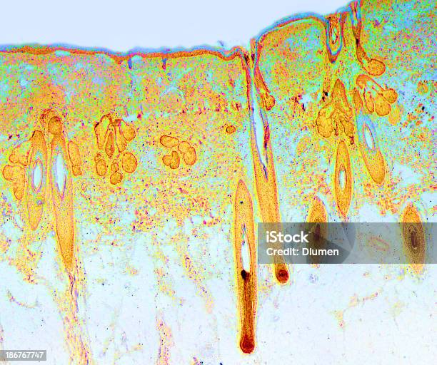 정상 피부 생검 현미경에 대한 스톡 사진 및 기타 이미지 - 현미경, 인간의 세포, 다층 효과