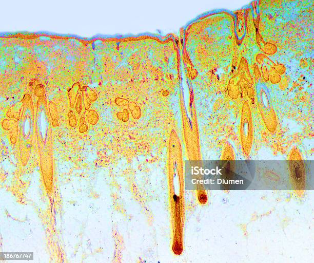 Normalna Biopsja Skóry - zdjęcia stockowe i więcej obrazów Mikroskop - Mikroskop, Ludzka komórka, Efekt wielowarstwowy