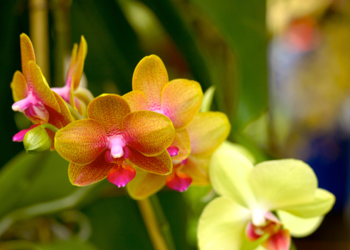 Colombia in South America is known for it's flowers.  Photo shows an exotic orchid.  Focus on the flower in the middle.  Shallow depth of field, blurs the green background.  goto shot in naturally daylight; horizontal format. Copy space.