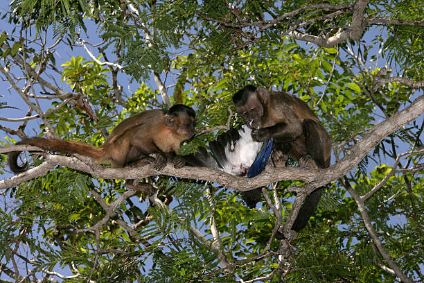 Brown capuchin or black-striped capuchin or bearded capuchin, Cebus libidinosus, with bird they have caught, Hyacinth Valley, Brazil. Bird may be a Curl-crested Jay.