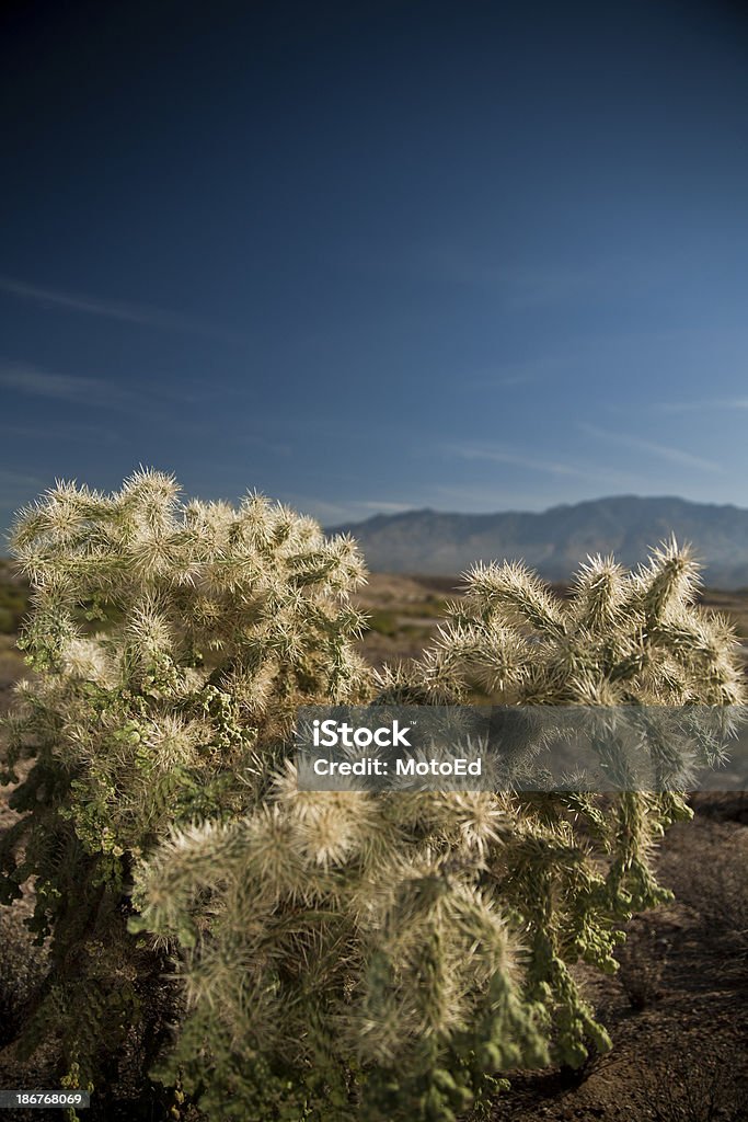 Desert Landscape - cactus with mountains Desert landscape in Tucson Arizona.  1 cactus in the foreground and mountain range in background. Arid Climate Stock Photo