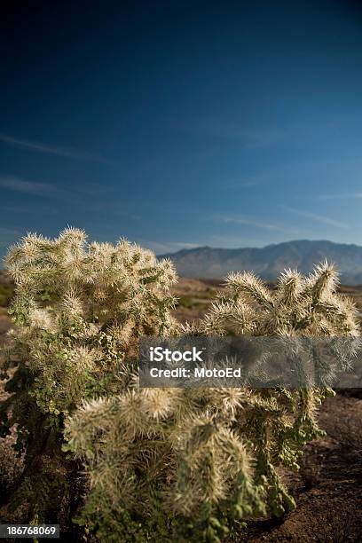 Desert Landscape Cactus With Mountains Stock Photo - Download Image Now - Arid Climate, Arizona, Barren