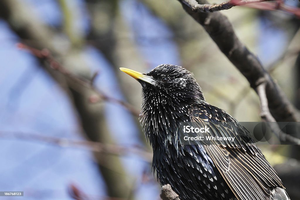 Storno europeo Sturnus volgare situato nella struttura - Foto stock royalty-free di Stormo