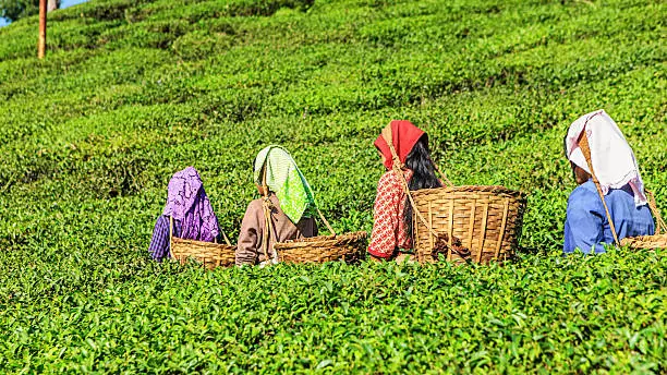 Indian women are walking through a tea plantation in Darjeeling, West Bengal. India is one of the largest tea producers in the world, though over 70% of the tea is consumed within India itself.
