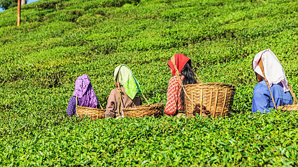 indian pickers przejście herbata plantation w darjeeling, indie - tea crop tea leaves plantation farmer zdjęcia i obrazy z banku zdjęć