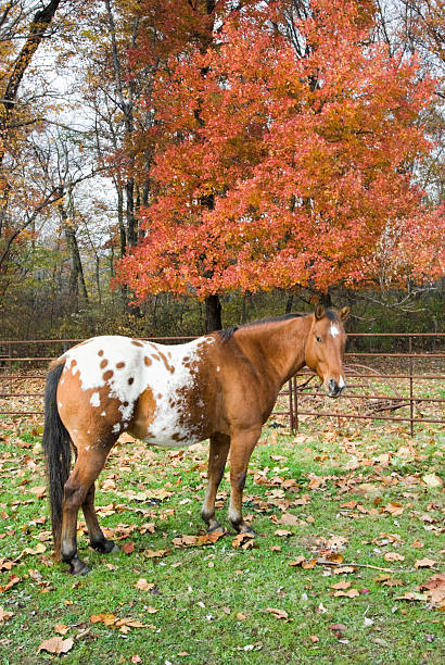 Horse in fall pasture, a purebred appaloosa with saddle blanket spots on a farm in Pennsylvania, PA, USA.