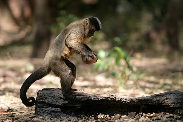 Brown, black-striped, or bearded capuchin, Cebus libidinosus, Brown capuchin or black-striped capuchin or bearded capuchin, Cebus libidinosus, Breaking open nut with stone,  Hyacinth Valley, Brazil capuchin monkey stock pictures, royalty-free photos & images