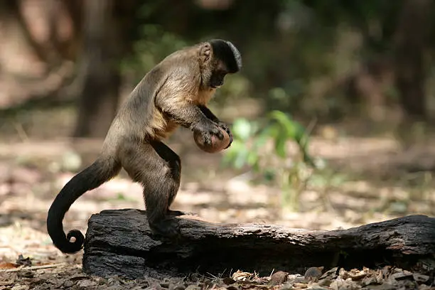 Brown capuchin or black-striped capuchin or bearded capuchin, Cebus libidinosus, Breaking open nut with stone,  Hyacinth Valley, Brazil