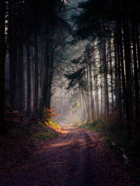 Morning sun shining through trees casting sunbeams in a misty forest