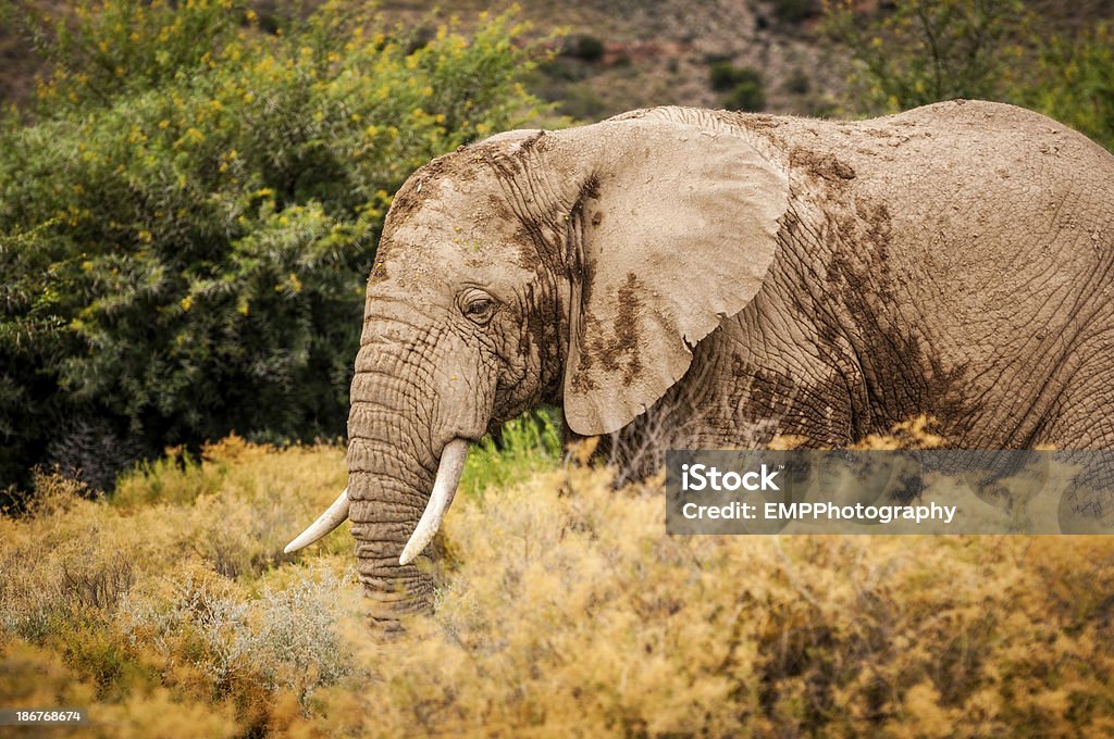 Elefantes africanos na vida selvagem - Foto de stock de Animais Machos royalty-free