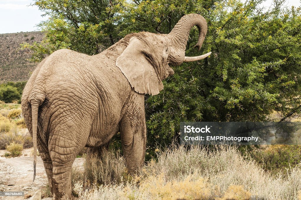 Afrikanische Elefanten Essen von einem Baum - Lizenzfrei Afrika Stock-Foto