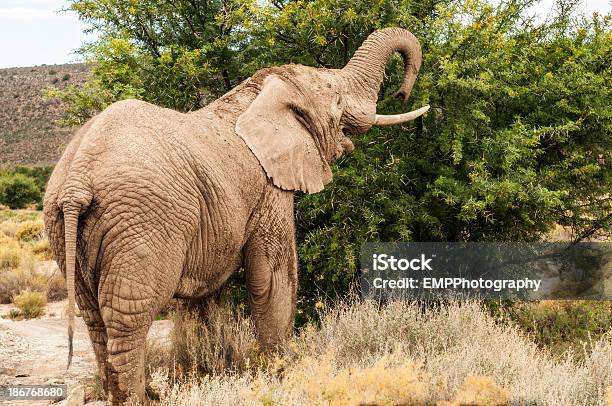Słoń Afrykański Je Z Drzewa - zdjęcia stockowe i więcej obrazów Afryka - Afryka, Bez ludzi, Fotografika