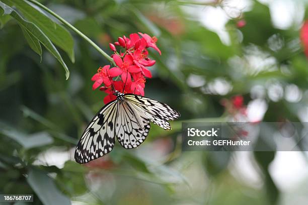 Blanco Y Negro Butterfly Foto de stock y más banco de imágenes de Animales salvajes - Animales salvajes, Belleza de la naturaleza, Blanco y negro