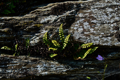 Wallonia, Ardennes, Belgium, wildflowers growing in the stone wall of a the ruins of an old fort