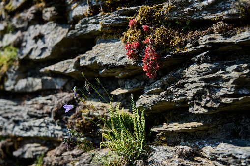 Wallonia, Ardennes, Belgium, wildflowers growing in the stone wall of a the ruins of an old fort