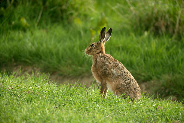 istock Brown hare, Lepus europaeus, 186769391