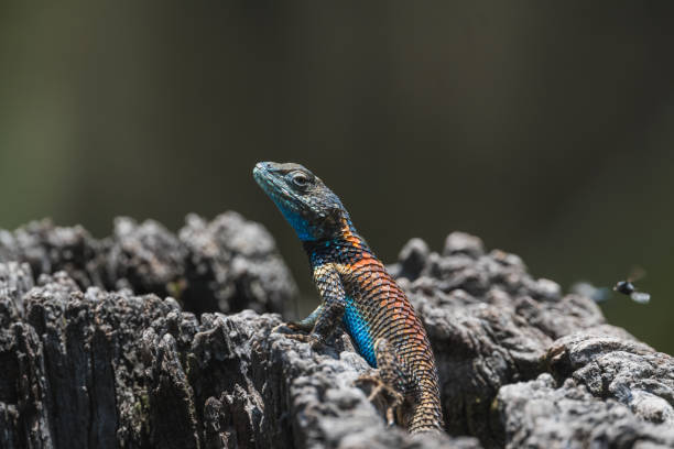 spiny collared lizard (sceloporus torquatus) standing sunbathing on a dry log - lizard collared lizard reptile animal imagens e fotografias de stock