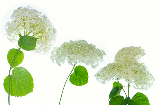 Hydrangea flower isolated on white background. Composition. Nature.