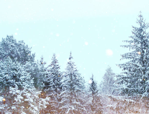 Landscapes. Frozen winter forest with snow covered trees. outdoor