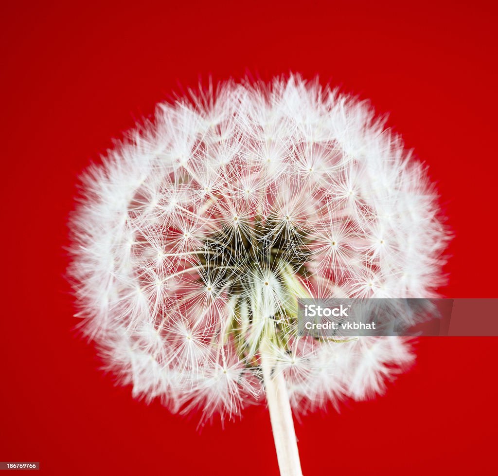 Pissenlit sur fond rouge - Photo de Fleur de pissenlit libre de droits