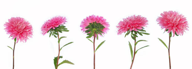 istock Colorful bright flower aster. nature 1867697985