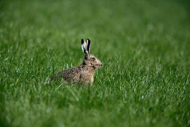 istock Brown hare, Lepus europaeus, 186770559