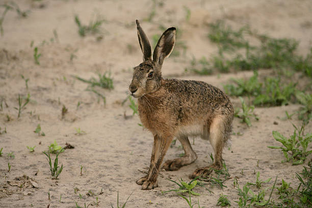 istock Brown hare, Lepus europaeus, 186770580