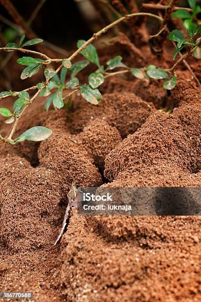 Ants Nest - Fotografie stock e altre immagini di Ambientazione esterna - Ambientazione esterna, Animale, Camminare