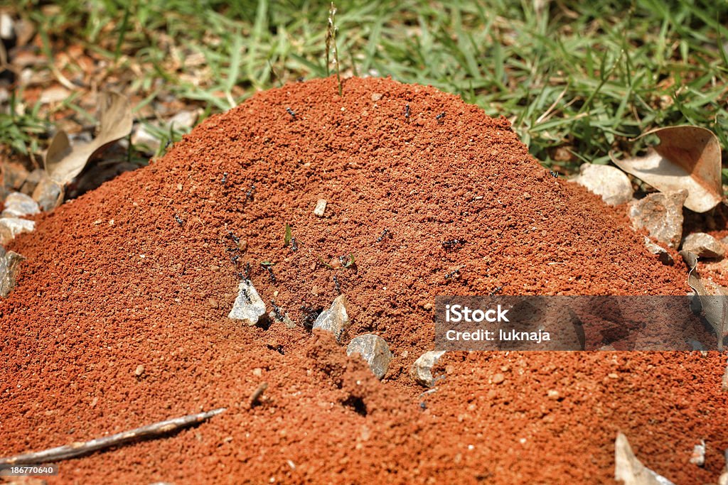 Ninho de formigas - Foto de stock de Andar royalty-free