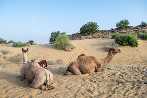 Two camels during sunrise. Background. Backdrop. Wallpaper.