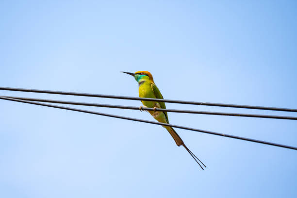 istock Green bird perched on a electric wire. 1867714008