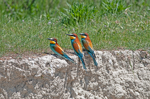 European Bee-eaters, Merops apiaster in nesting habitat.