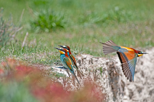 European Bee-eaters, Merops apiaster in nesting habitat.