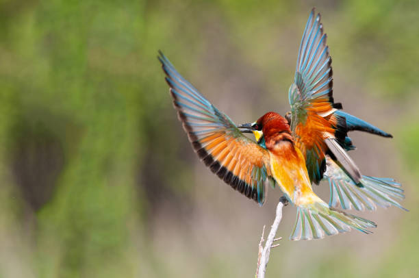 istock European Bee-eater, Merops apiaster, with wings spread. Green background. Colourful birds. 1867716616