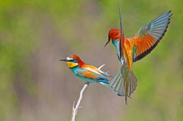 istock European Bee-eater, Merops apiaster, with wings spread. Green background. Colourful birds. 1867716624