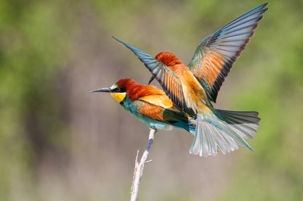 istock European Bee-eater, Merops apiaster, with wings spread. Green background. Colourful birds. 1867716797