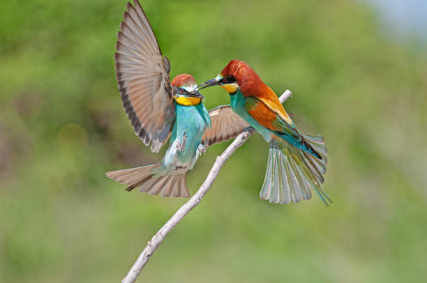 istock European Bee-eater, Merops apiaster, with wings spread. Green background. Colourful birds. 1867717650