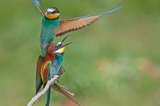 istock European Bee-eater, Merops apiaster, with wings spread. Green background. Colourful birds. 1867718702