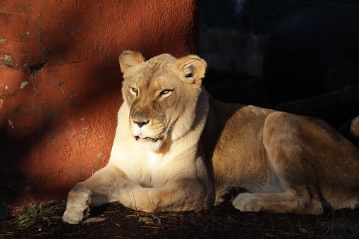 Portrait of a lioness stalking her prey. While walking carefully so as not to make the slightest sound, the body lowers to the ground and does not let the prey out of sight.