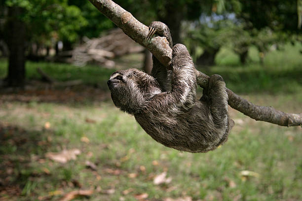istock Brown-throated three-toed sloth, Bradypus variegatus 186772195