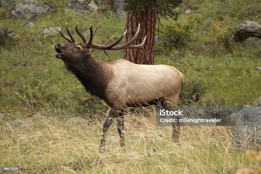 Grande elk bugling no Colorado mountains - Foto de stock de Animal selvagem royalty-free