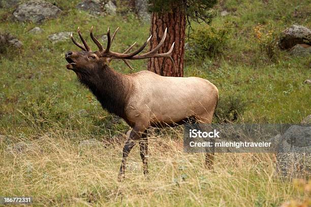 Foto de Grande Elk Bugling No Colorado Mountains e mais fotos de stock de Animal selvagem - Animal selvagem, Caribu - Cervo, Colorado