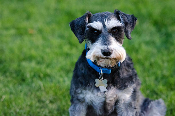 istock Portrait of Dog Schnauzer 186772603