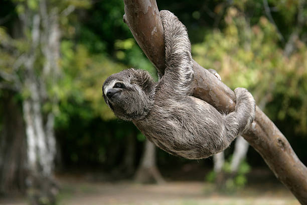 istock Brown-throated three-toed sloth, Bradypus variegatus 186772616