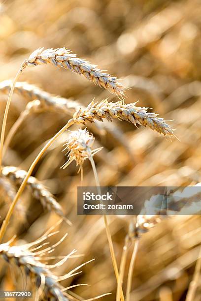 Weizen Stockfoto und mehr Bilder von Agrarbetrieb - Agrarbetrieb, Bildkomposition und Technik, Einfachheit