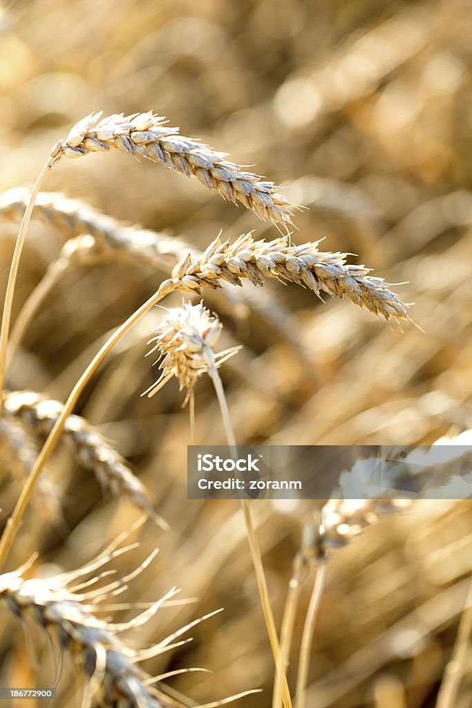 Trigo integral - Foto de stock de Agricultura royalty-free