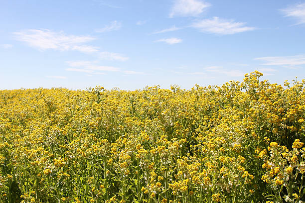 istock Wall of yellow flowers 186773170