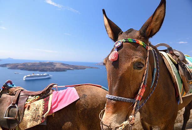 A group of donkeys waiting for tourists to take them up the steps on the Island Santorini. This is one of the main Tourist Attractions of the island. You can see a Cruise Ship and the famous Volcano in back.